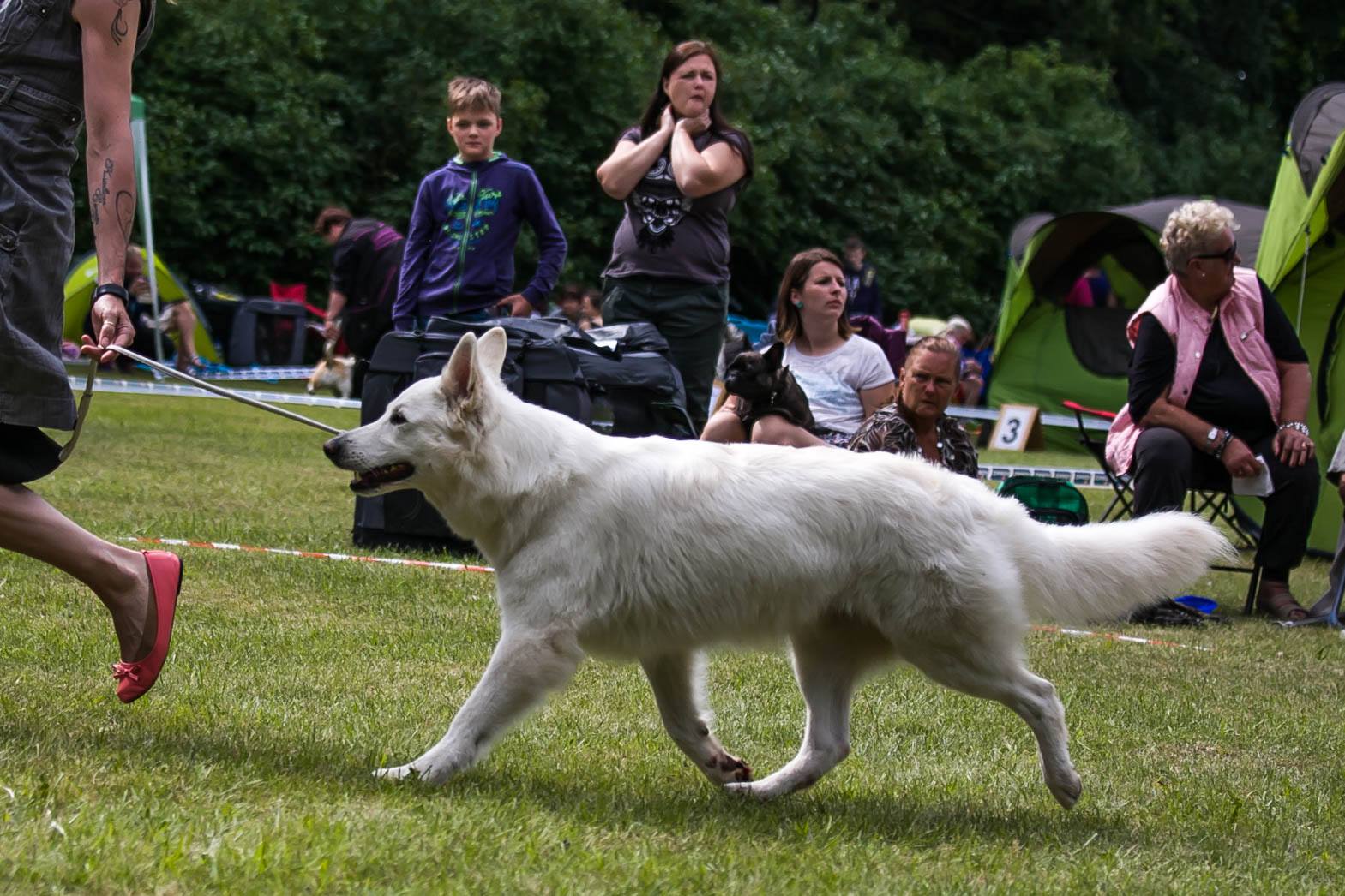 Almost Angel VWU new LATVIAN JUNIOR CHAMPION!