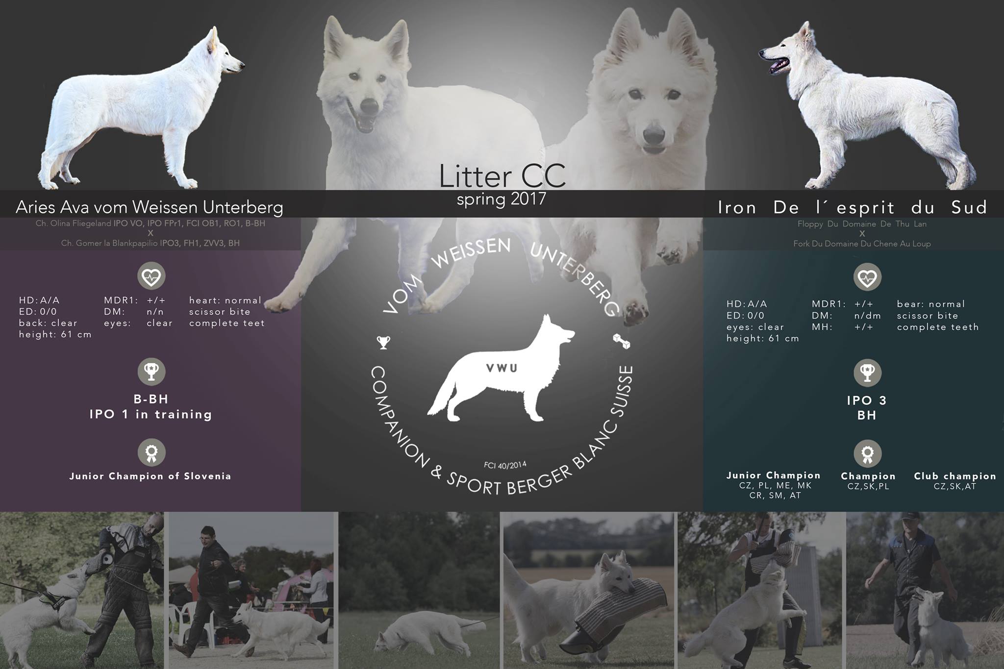 Puppy plan – spring 2017