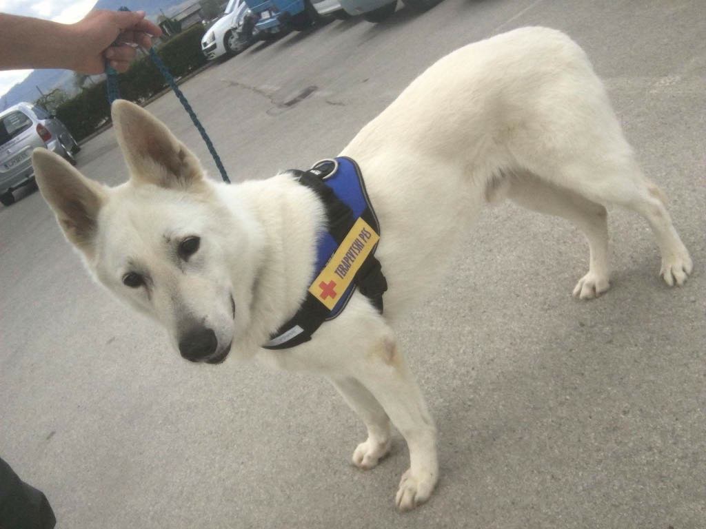 Mond – first WSS Therapy dog in Slovenia!