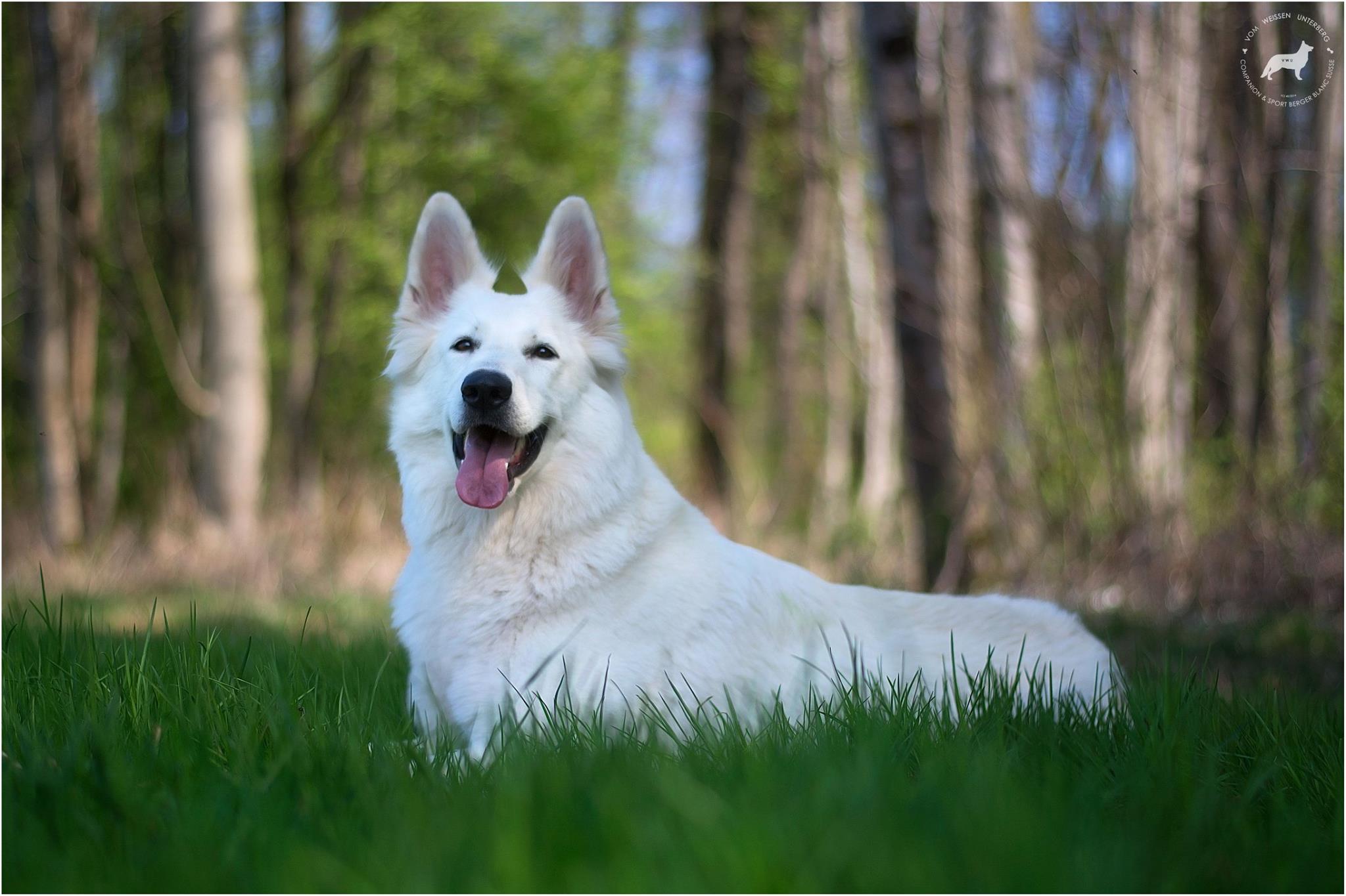 Happy 4th Birthday Bela!