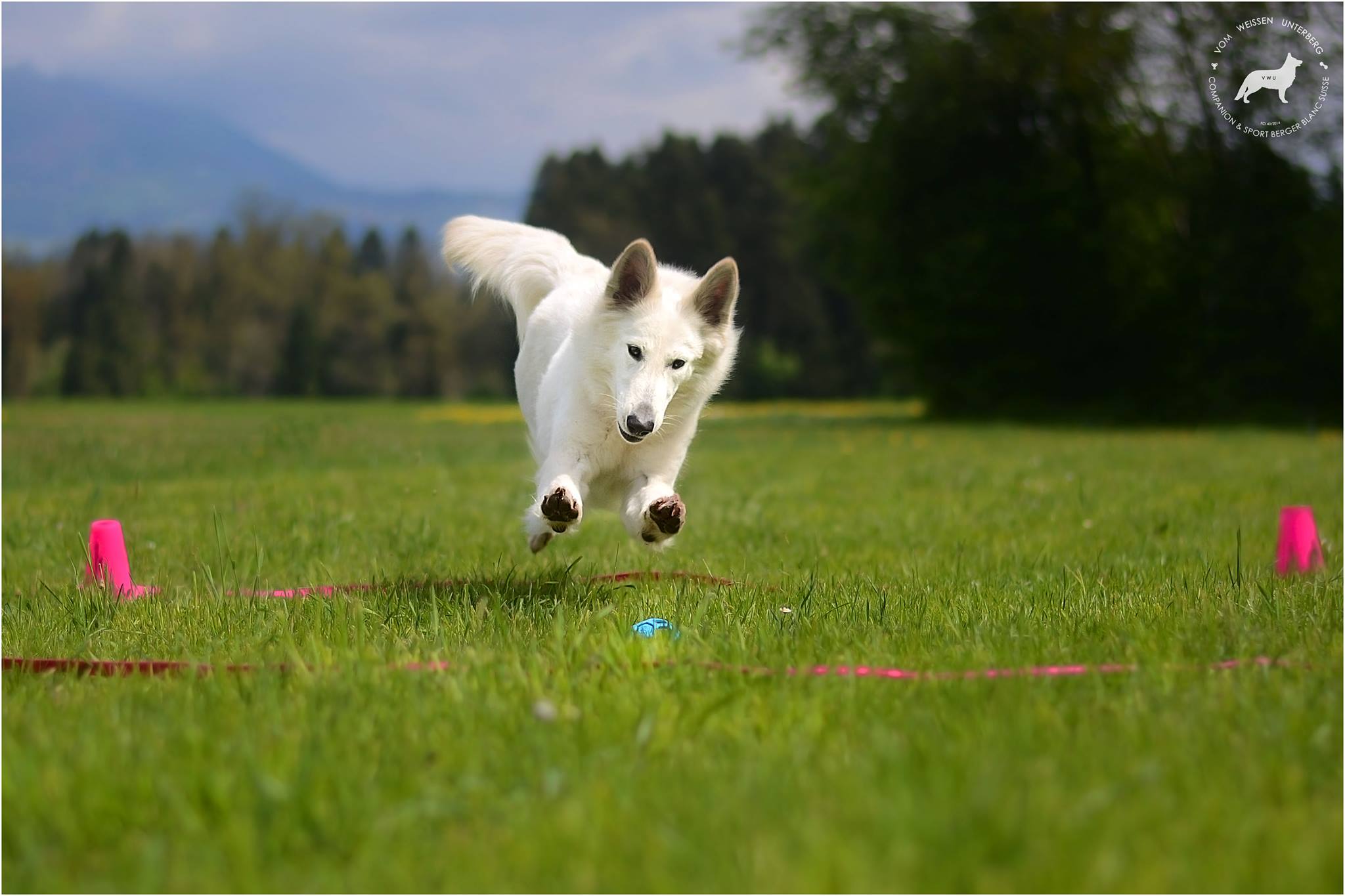 Alfa at International Obedience competition in Italy