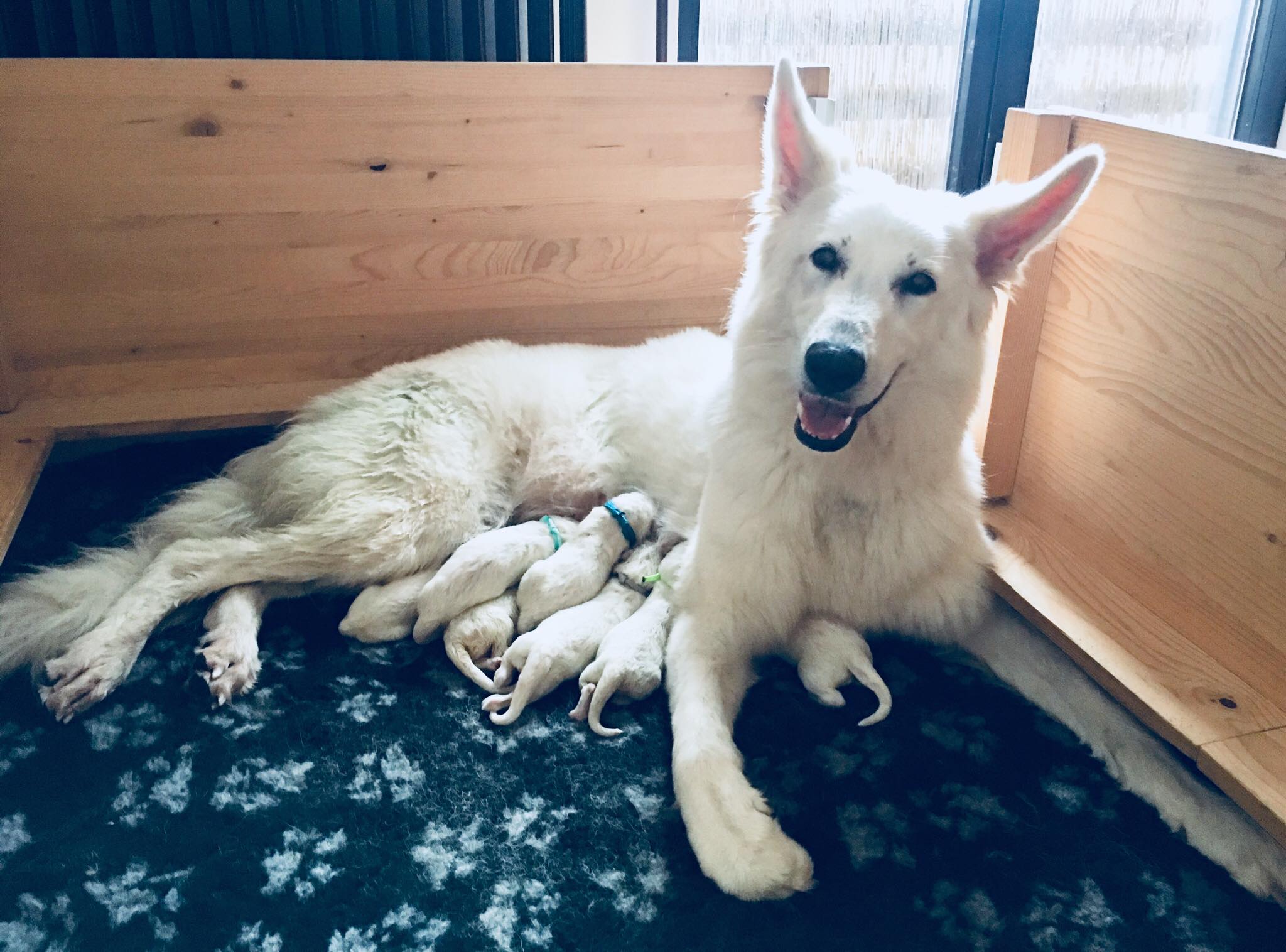 We have puppies! <3