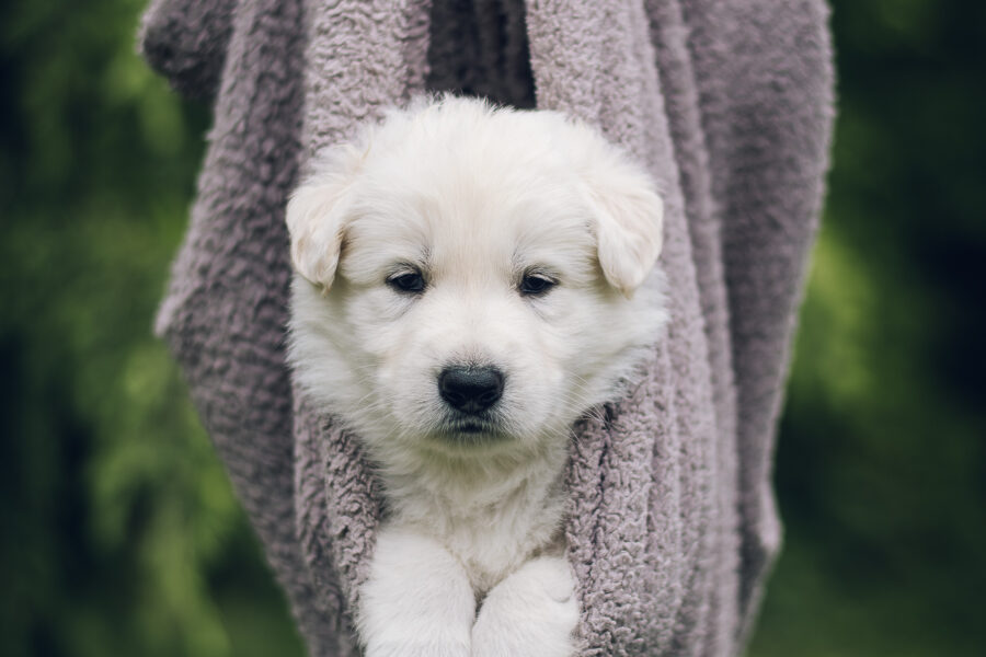 4 weeks old