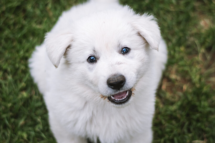 6 weeks old