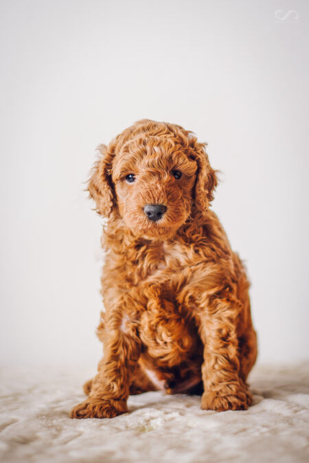 Curly brothers – 4 weeks old
