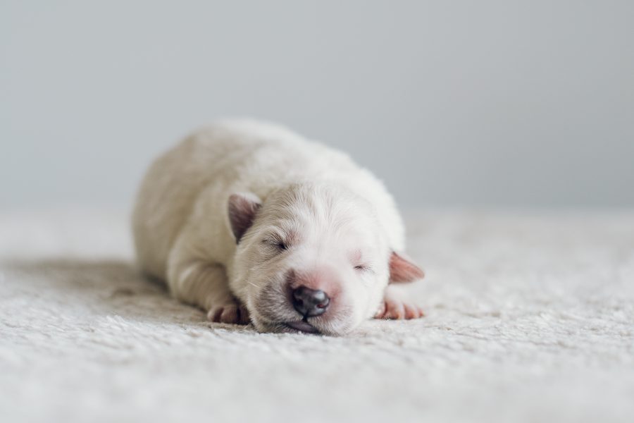 Welcome to the world, our little Olympians!