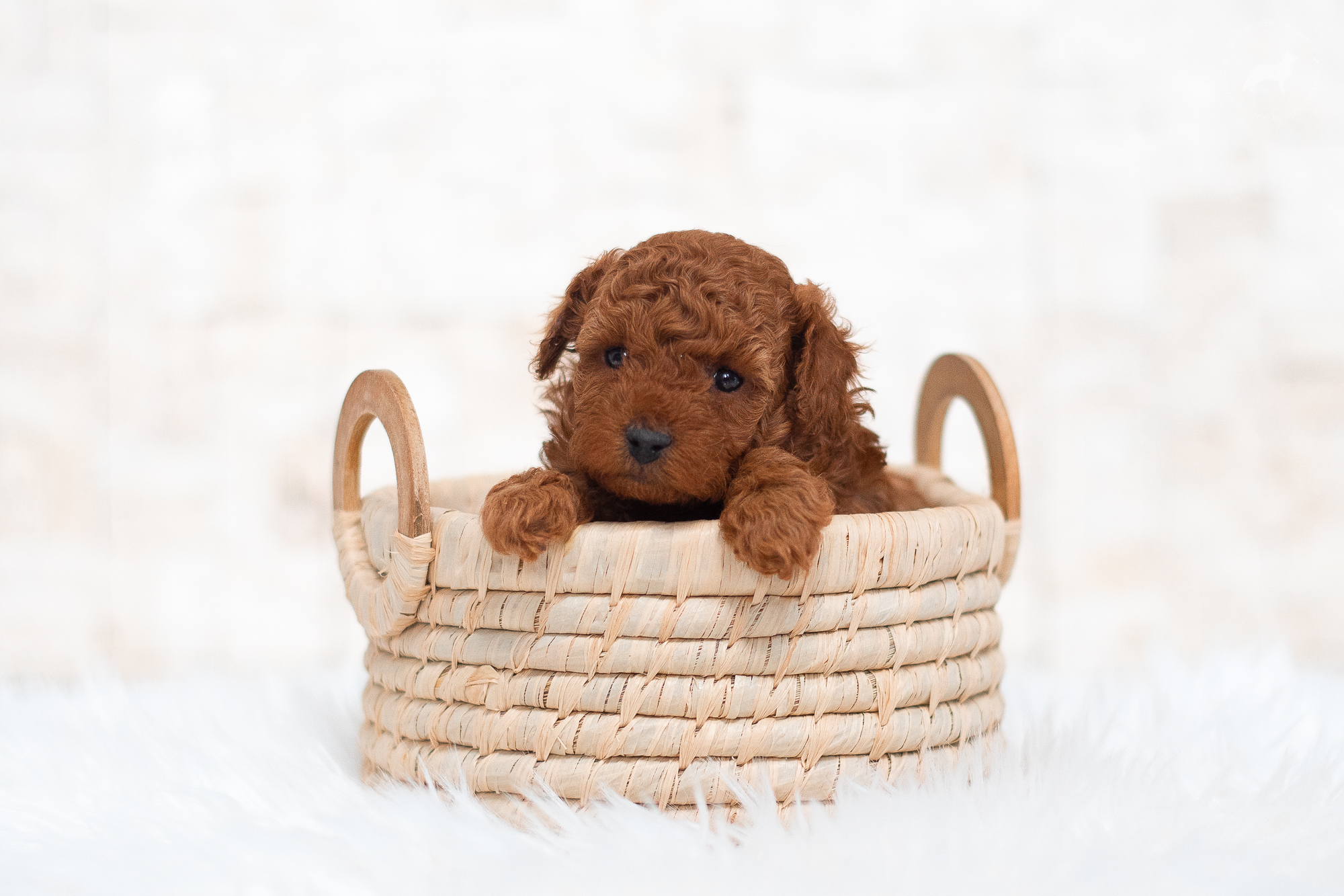4 weeks of joy