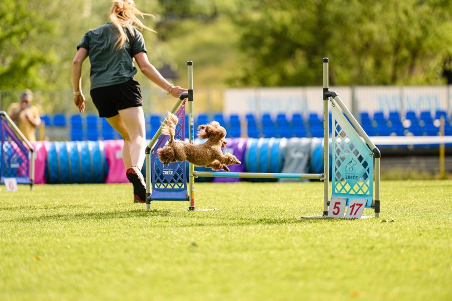 We are going to AGILITY EUROPEAN OPEN!